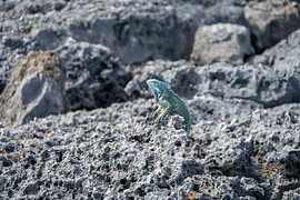 Leguan auf den Felsen von Curaçao von Anouk IJpelaar