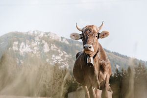 Douce vache de l'Allgäu avec vue sur le Grünten (tons terre)