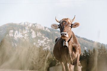 Douce vache de l'Allgäu avec vue sur le Grünten (tons terre) sur Leo Schindzielorz