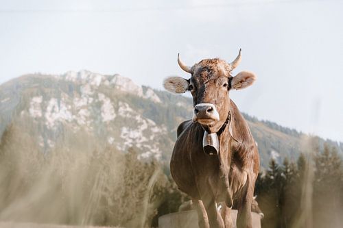Lieve Allgäu koe met uitzicht op de Grünten (aardetinten)