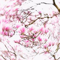 Dazzling Magnolia's