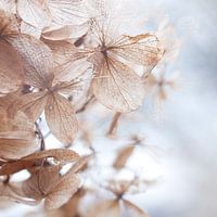 Hydrangea macrophylla