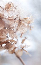 Hydrangea by Sandor Ploegman-Stam