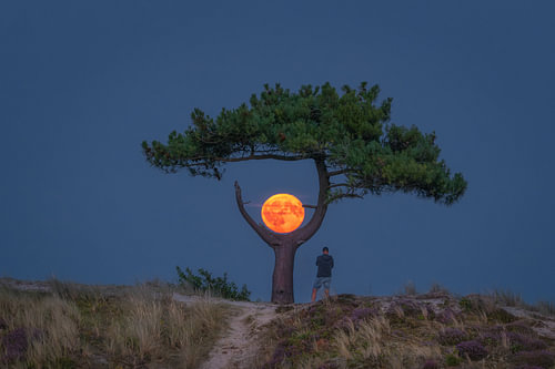 L'arbre solitaire à Terschelling sur Marco Lok