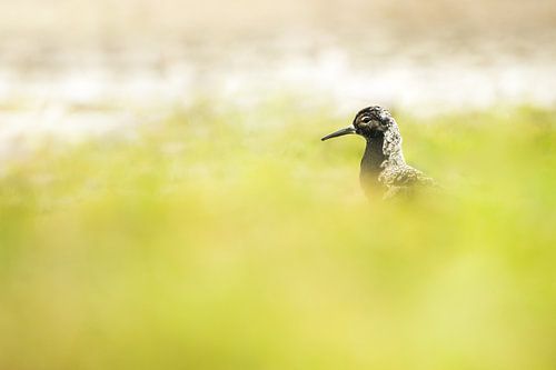 Kemphaan in het groen