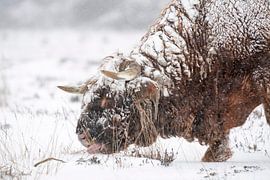 Schottischer Highlander im Schnee. von Albert Beukhof