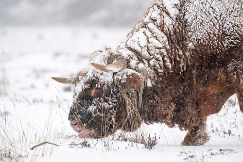 Schotse Hooglander in de sneeuw.