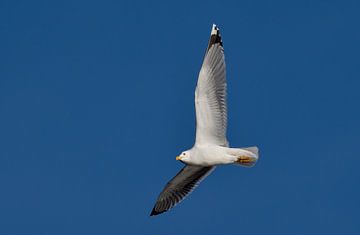 Mediterranean gull in flight by UMWELTBILD Kurt Möbus