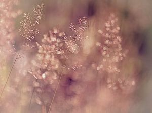 Prairie romantique (Herbes avec rosée dans une atmosphère romantique)