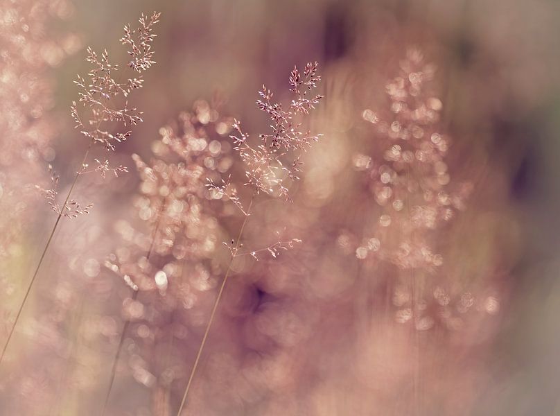 Prairie romantique (Herbes avec rosée dans une atmosphère romantique) par Birgitte Bergman