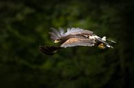 Desert Buzzard by Special Moments MvL thumbnail
