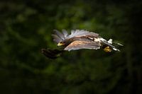 Desert Buzzard