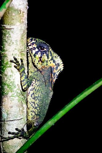 chameleon by Merijn Loch