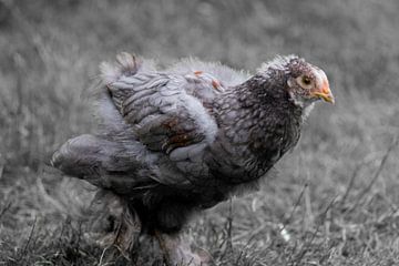 Brahma chick of 2 months by Jolanda de Jong-Jansen