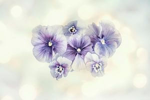 Violettes douces 2. ( triptyque ) sur Alie Ekkelenkamp