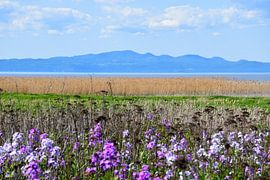 Der Fluss Saint-Laurent im Sommer von Claude Laprise