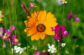 Orangefarbene Blume im Blumenfeld von cuhle-fotos