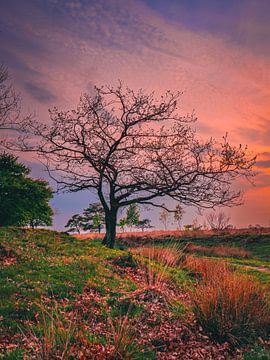 Ondergang van snippephotography