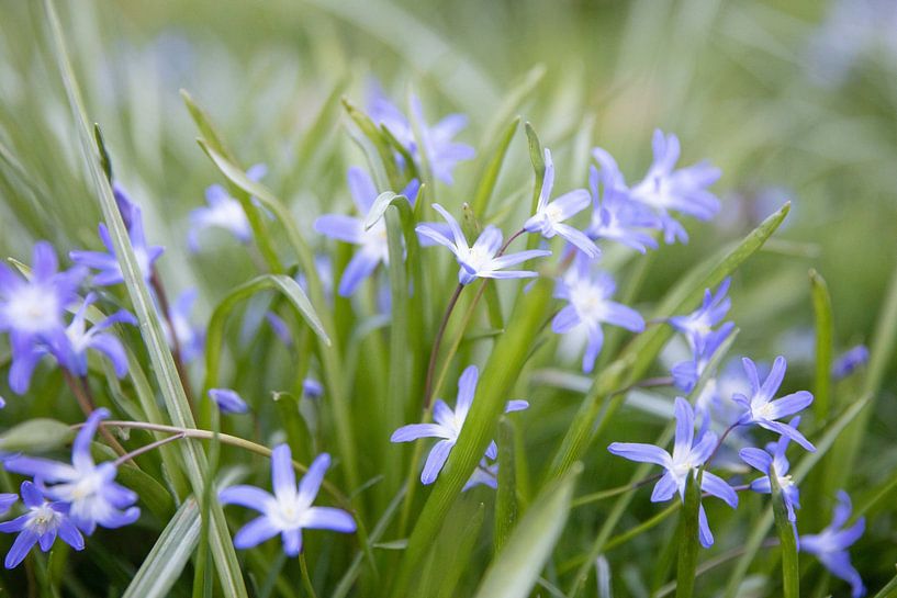 Frühling süß von Voorbeeld Fotografie