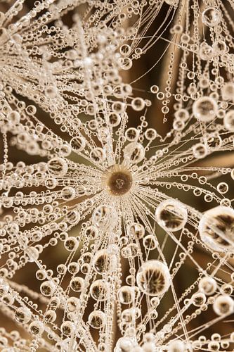 Une structure abstraite de la nature