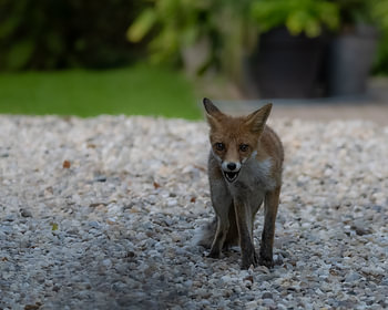 Jeune renard