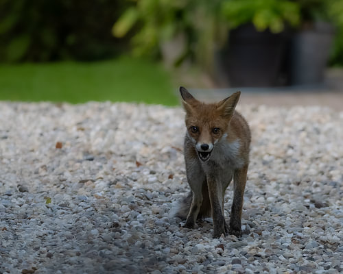Young Fox