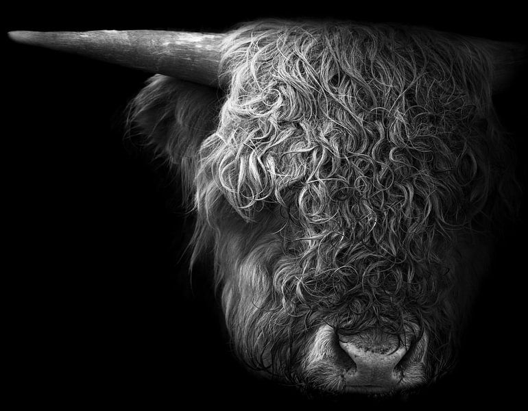 Scottish Highlander by Karel Ton