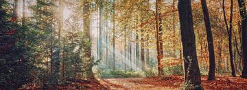 Sonnenharfen im herbstlichen Wald in Panoramalage von eric van der eijk