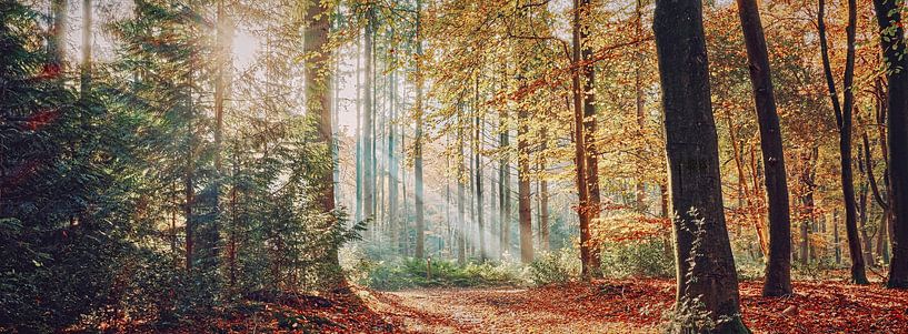 Sonnenharfen im herbstlichen Wald in Panoramalage von eric van der eijk