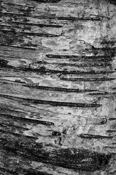 Birch bark by Niek Traas