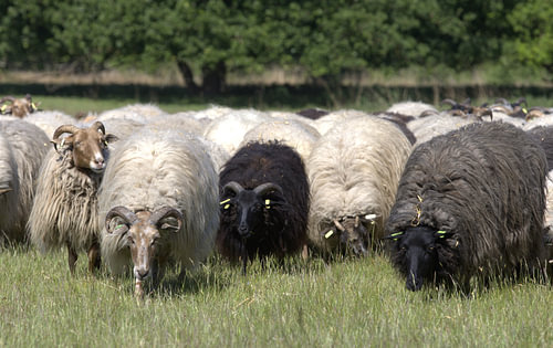 A Drenthe heath sheep grazing on the heathland