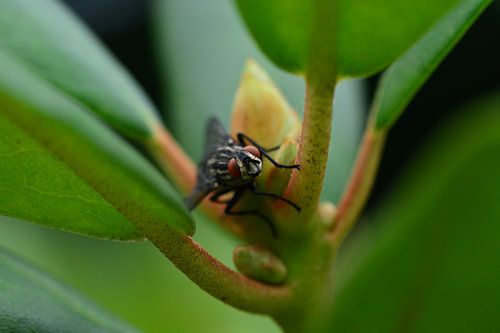 comme celui-ci qui vous regarde en souriant