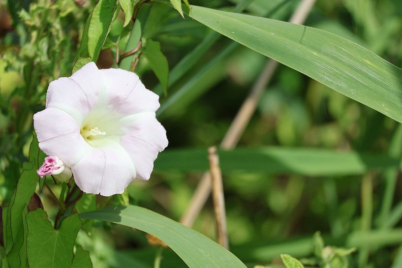 Eine Blume in der Natur von Lennart Mans