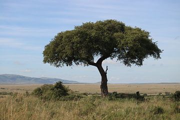 Maasai Mara national park van Eline Sieben
