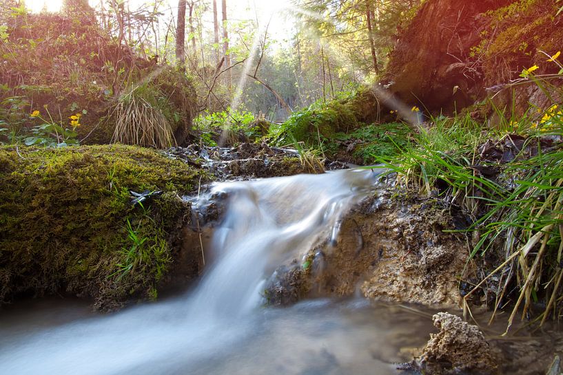creek in forest by Bo Valentino