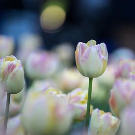 tulipes en teinte pastel 2 sur de buurtfotograaf Leontien