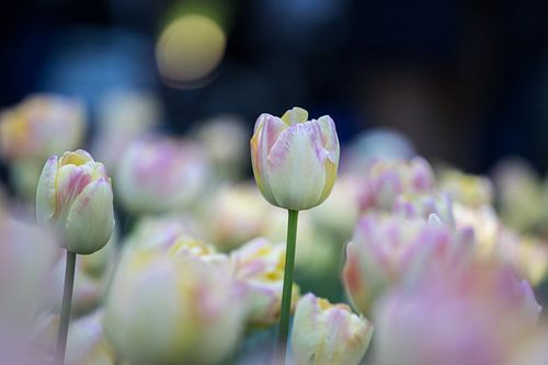 tulpen in pasteltint 2