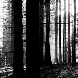 Lichtdurchfluteter Wald von Thomas Jäger