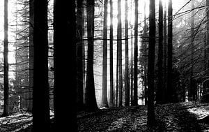 Lichtdurchfluteter Wald