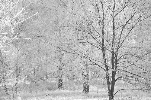 Winterlandschap met berken bedekt met sneeuw en vorst