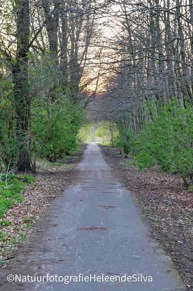 Spaziergang im Wald von Heleen de Silva