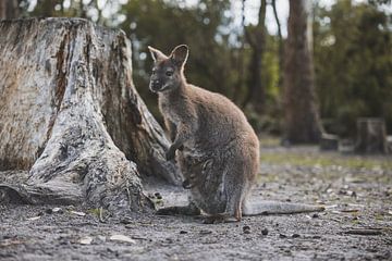 Wallabies dans le parc national de Tasman : une rencontre avec la vie sauvage sur Ken Tempelers