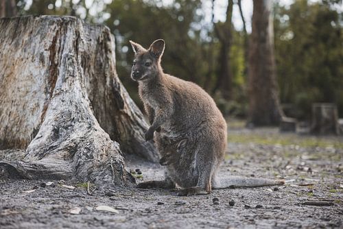 Wallabies dans le parc national de Tasman : une rencontre avec la vie sauvage