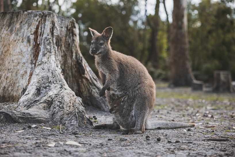 Wallabys im Tasman National Park: Eine Begegnung mit der Tierwelt von Ken Tempelers