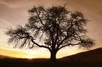 De kale boom in de zonsondergang