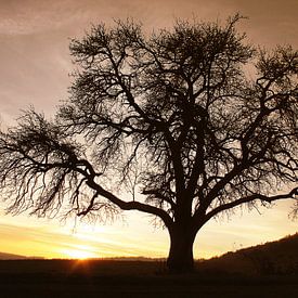 De kale boom in de zonsondergang van Riccardo Franke