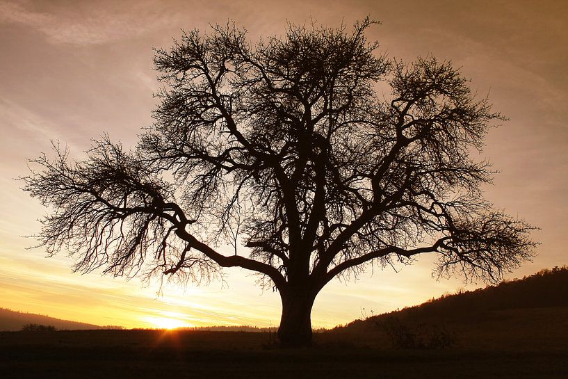 De kale boom in de zonsondergang van Riccardo Franke
