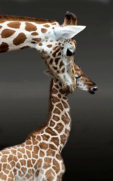 Giraffe van Christine Vesters Fotografie