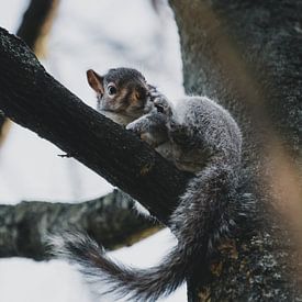 Ecureuil dans un arbre sur Leo van Gemmern