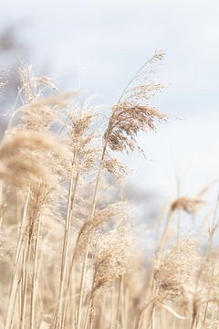 Grass Reed and sky_3, 1x Studio III by 1x